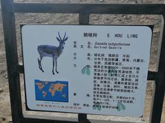 -新疆天山野生动物园