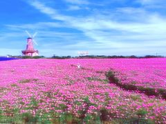-大塘金香草谷