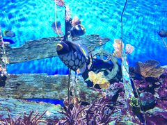 -暹罗海洋世界