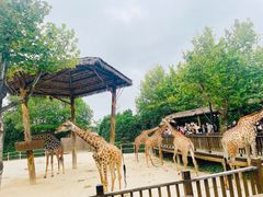 -上海野生动物园