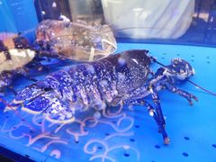 -AZUR聚(香格里拉饭店)