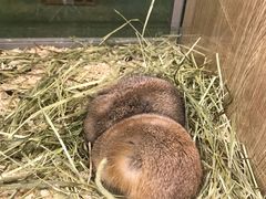 -藦茜花园宠物主题亲子互动体验馆(国顺东路店)