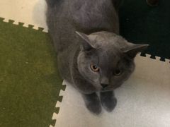 -猫猫幼稚园·撸猫·桌游·电玩