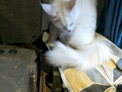 -吉丁鸟咖·异宠·寄养