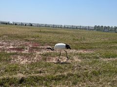 -盐城丹顶鹤湿地生态旅游区