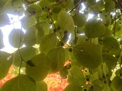 -人民公园-相亲角