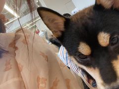 -怪兽屋·羊驼·猫咖·狗咖(俊华广场店)