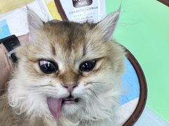 -瑞派康怡24h宠物医院·犬猫医疗中心·微创绝育(瑞景分院)