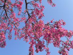 -风云岭森林公园