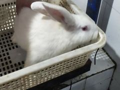 -东吴霸王兔(松青路店)
