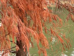 -中国科学院华南植物园