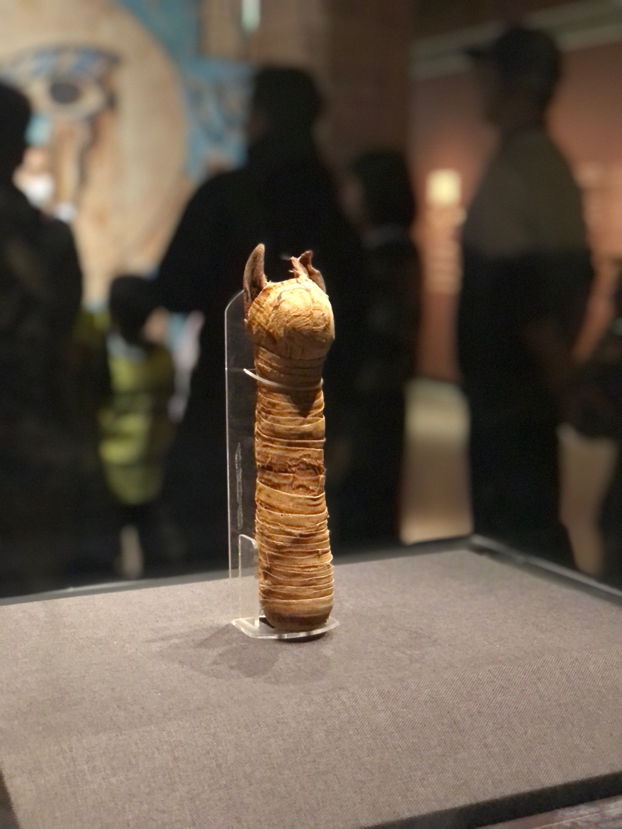 这个木乃伊的展览确实有点小惊艳