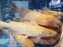 -香坝坝鲜鱼火锅(春熙路店)