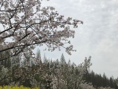 -东平国家森林公园