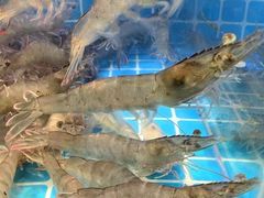 -星伦多自助料理(爱琴海店)