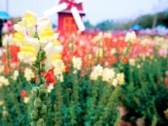 -广东花都香草世界旅游度假区