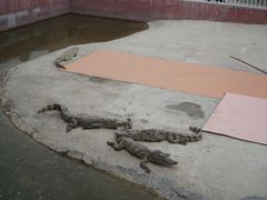 -白洋淀景区