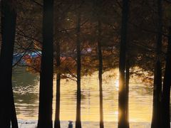 -合肥滨湖国家森林公园