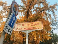 -三里屯东五街银杏大道