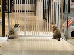 -藏猫猫咖啡主题馆(中央大道店)