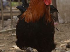 -碓臼峪自然风景区