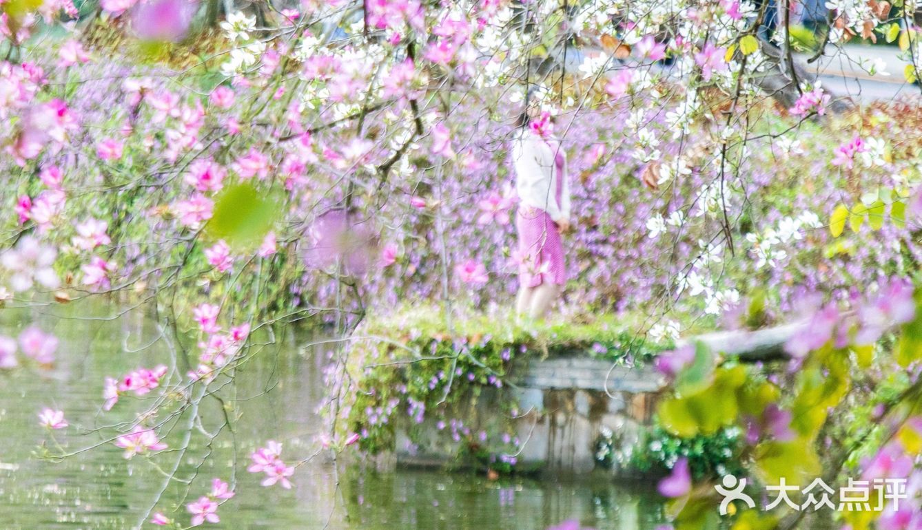 三四月去广东肇庆打卡最美紫荆花道