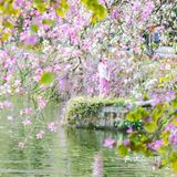 三四月去广东肇庆打卡最美紫荆花道