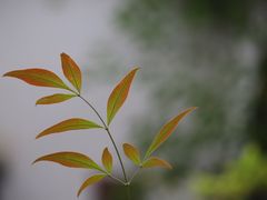 -秋霞圃