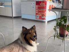 -中农国际动物医院24小时·猫科·骨科·急重症中心