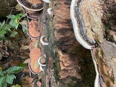 -武吉知马自然保护区