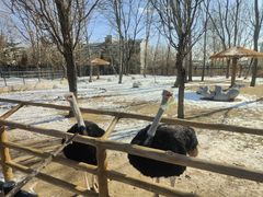 -大连森林动物园