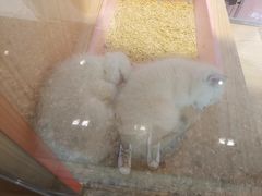 -爪爪喵星球·猫舍(前海卓越店)