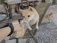 -柴犬高等学院·狗咖·柴犬售卖·宠物训练