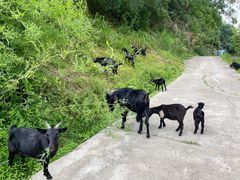 -长沙黑麋峰国家森林公园