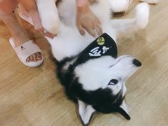 -Husky Go! 哈士奇体验馆·宠物咖啡厅狗咖