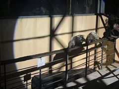 -清迈夜间动物园