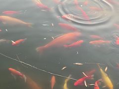 -金城公园