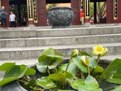 -深圳仙湖植物园