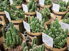 -鹿岛会员店 (龙湖三千集天街店)