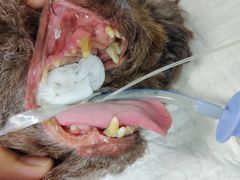 -千城康桥宠物医院·猫科·骨科·心脏