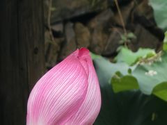 -乌石村