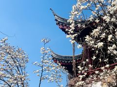 -八大山人梅湖景区