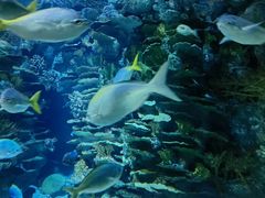 -上海海洋水族馆