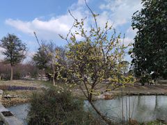 -鹅湖玫瑰文化园