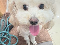 -宠福鑫动物医院(望京分院)