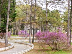 -黑龙江省森林植物园