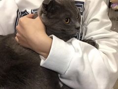 -喵zoo家庭繁育猫舍(尖东智能花园店)