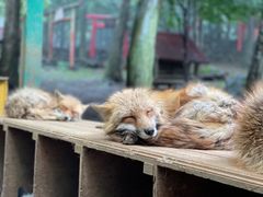 -宫城藏王狐狸村