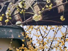 -莫愁湖公园