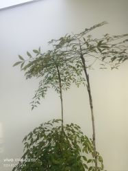 -HEYAN荷妍专业脱毛连锁机构